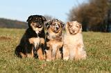 BERGER AUSTRALIEN PUPPIES 747